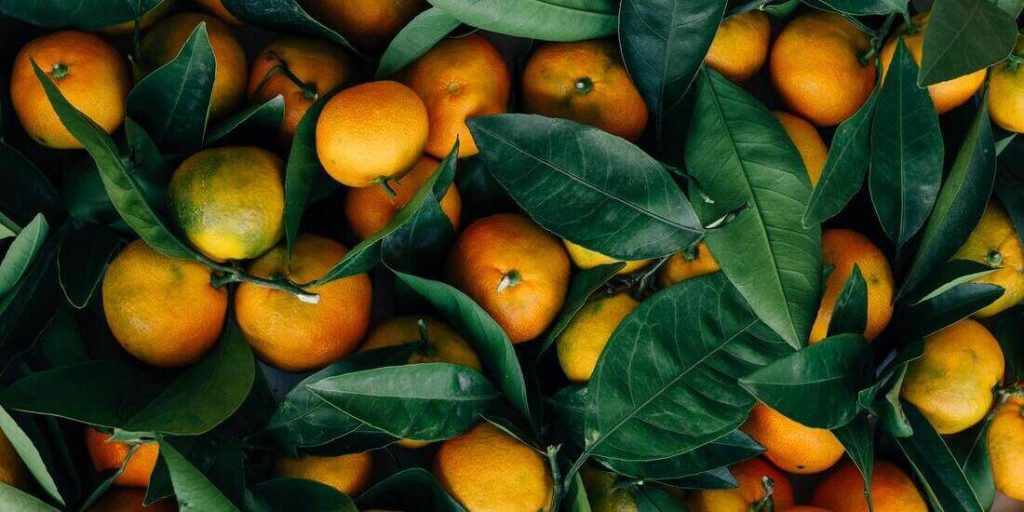 Campaña de cítricos temporada 2022-2023