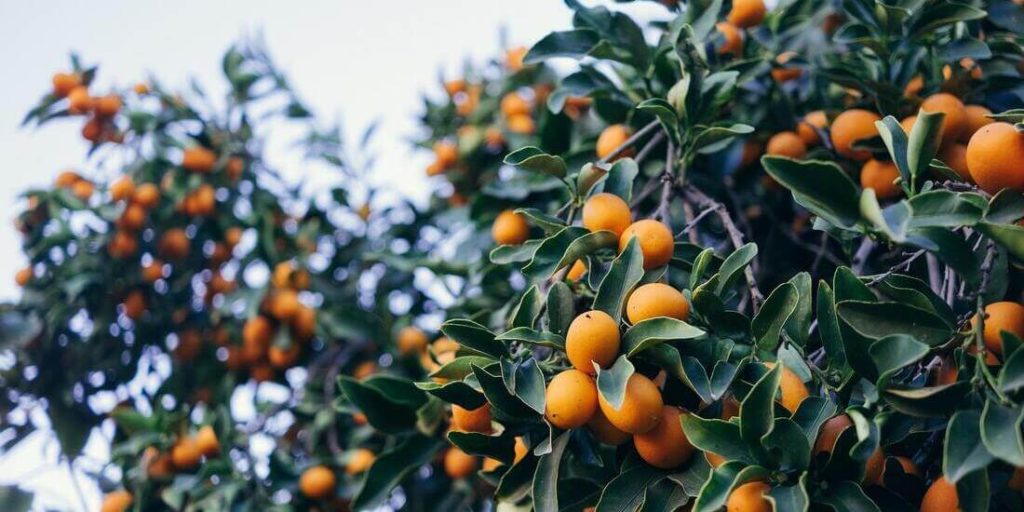 Campaña de cítricos corta