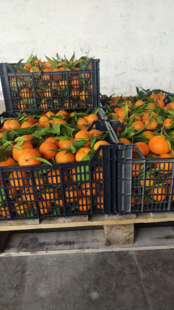 pedidos-mandarinas-cortadas-por-nosotros-mismos
