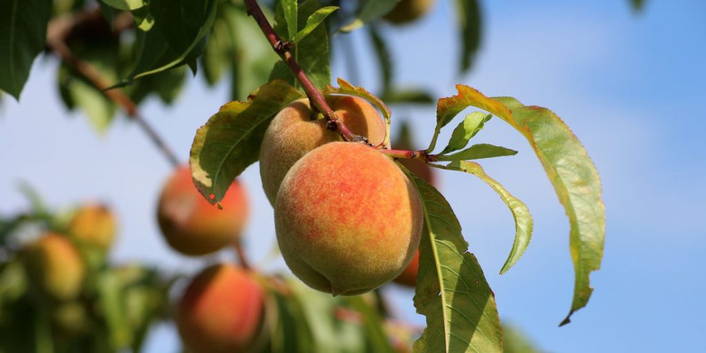 Melocotones de Calanda en el árbol