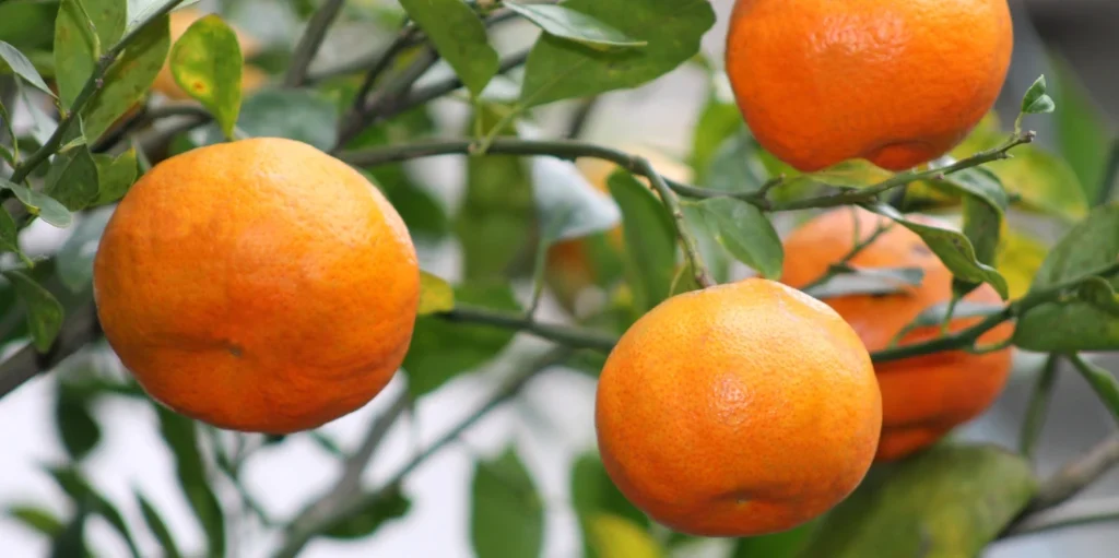 Mandarinas en el árbol
