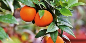 Naranjas en el árbol
