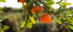 Comprar clementinas españolas con hoja