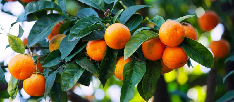 Descubra las ventajas de adquirir clementinas españolas con hoja 2