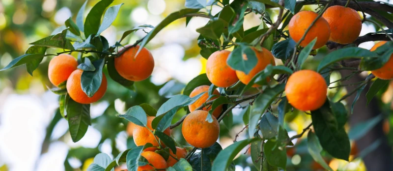 Descubra las ventajas de adquirir clementinas españolas con hoja 3