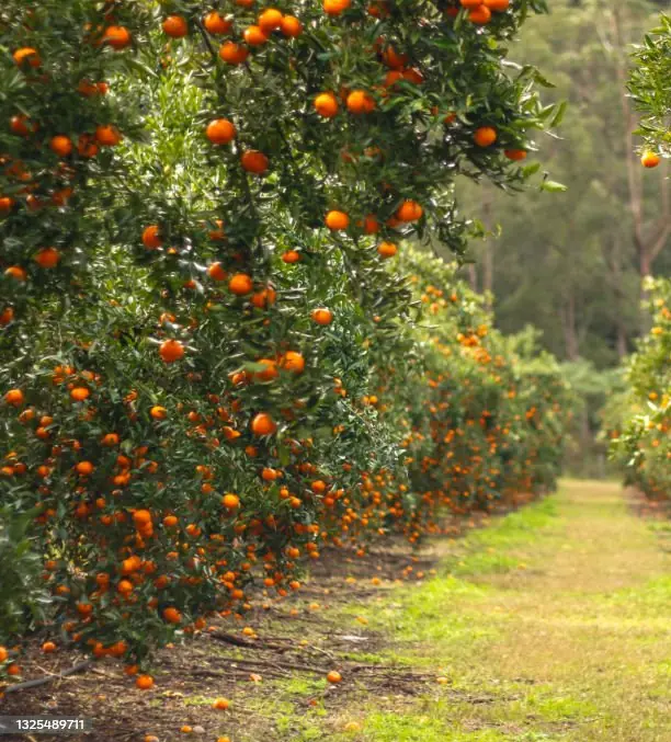 Campo de naranjos en Valencia