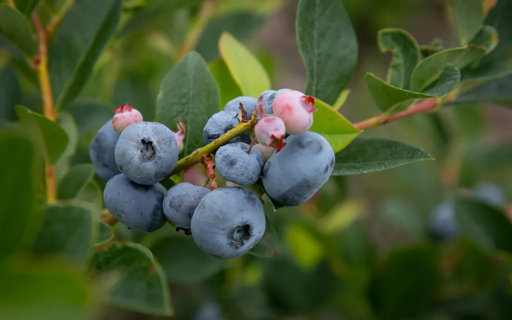 Arándanos ecológicos de Álava